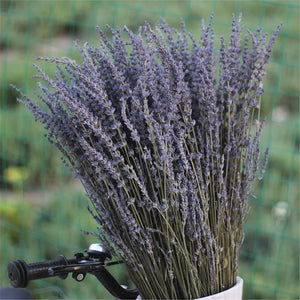Natural Dried Lavender