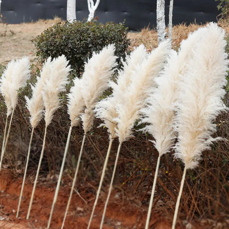Dried Natural Grass Plumes 10-Piece Set