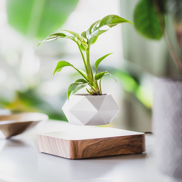 levitating plant pot in india Levitating Flower Pot